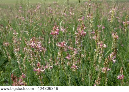 Honey Plant Flower, Sainfoin Close-up. Blooming Field Of Sainfoin.