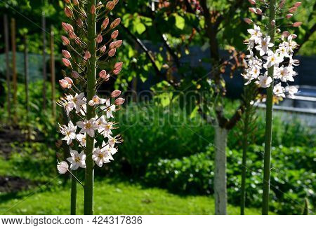 Massive Is A Stout And Perennial Exotic Plant Up To 250 Cm This Herb Originates From The Semi-desert
