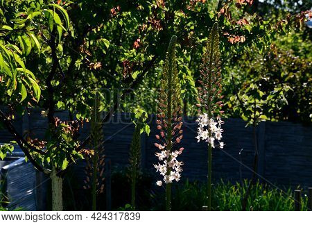Massive Is A Stout And Perennial Exotic Plant Up To 250 Cm This Herb Originates From The Semi-desert