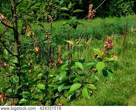 Is A plant Pathogen that Is The Causal Agent Of Brown Rot Of stone Fruits