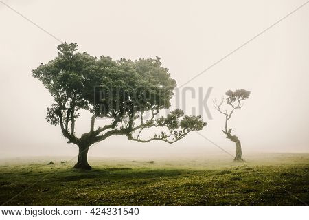 Beautiful landscape of Ancient trees in Madeira Island - Portugal