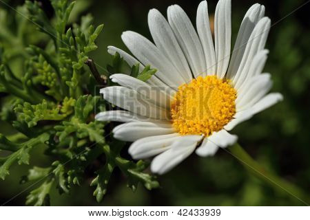 Fiore