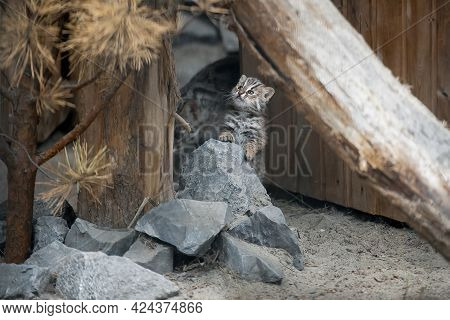 Amur Forest Cat (prionailurus Felis Bengalensis Euptilura), The Far Eastern Forest Cat Is A Northern