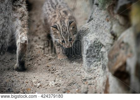 Amur Forest Cat (prionailurus Felis Bengalensis Euptilura). Far Eastern Cat Is A Northern Subspecies