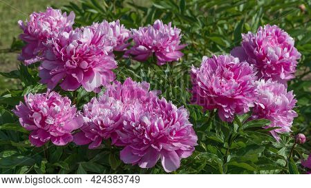 Stunning Herbaceous Blue Rose Peonies With A Delicate Purple Hue. This Is A Perennial Plant With Lar