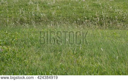 Cattle Pasture Field Cultivated With Grasses. Production And Breeding Area In Southern Brazil. Farm 