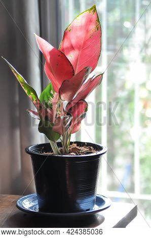 Aglaonema, Aglaonema Commutatum Or Pink Aglaonema Plant