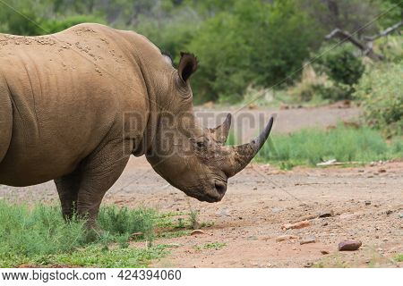 Southern White Rhino (ceratotherium Simum Simum) Head Closeup In The Bushveld In Marakele National P
