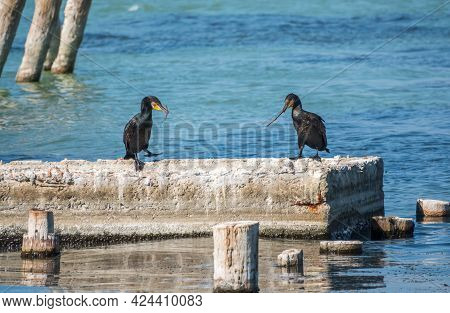Two Cormorants Are Pulling A Stick. Two Cormorants Are Playing On The Dock.