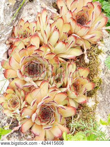 Saxifraga In The Spring. Gardening. Saxifraga In The Rocks.