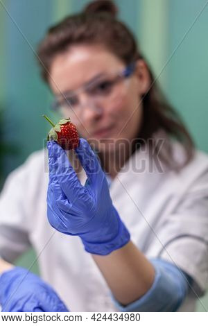 Chemist With Medical Glasses Looking At Strawberry Injected With Chemical Pesticides Examining Fruit