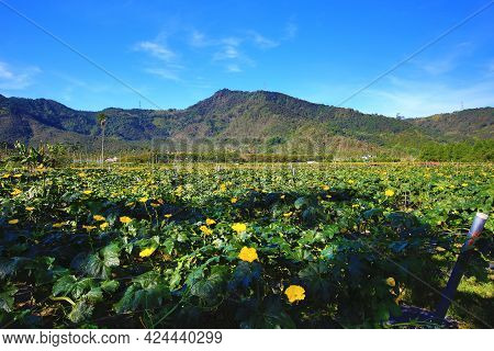 Landscape Of Loofah Plantation With Blooming Yellow Loofah Flowers At Sunny Summer
