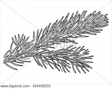 Pine Leaf In The Doodle Style. Hand-drawn Silhouette With A Fir Cone. 
Botanical 
Vector Illustratio