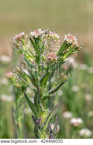 Field Cress (lepidium Campestre)