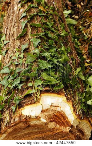 Climbing Plant, Family Gesneriaceae, On A Tree Trunk