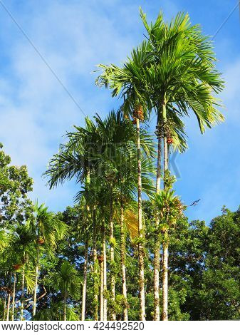 Row Of Tropical Palm Trees Under Blue Sky At The Botanical Garden In Martinique. Palm Trees, Lush Ve
