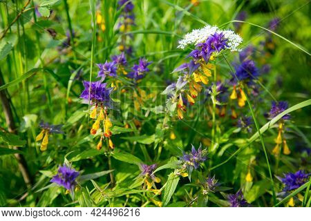 Flowers Marjannik Dubravny (lat. Melampyrum) Or Ivan-da-marya Lilac And Yellow Colors In The Form Of
