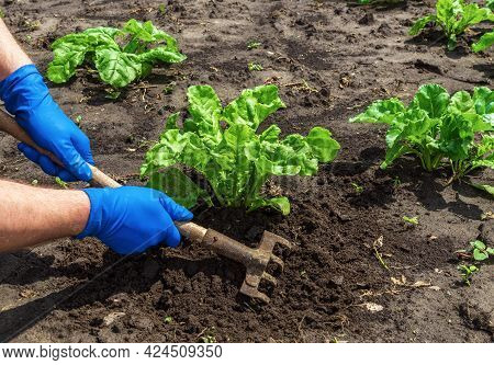The Farmer Rakes The Soil Around The Young Beet. Close-up Of The Hands Of An Agronomist While Tendin