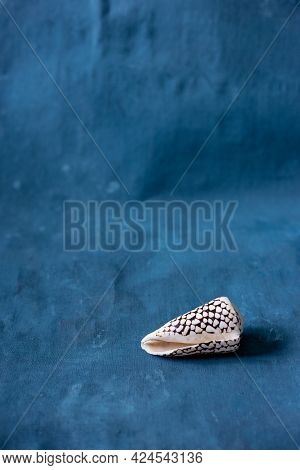 Black Cone On A Blue Background. Conus Marmoreus. Shell With White Triangle.