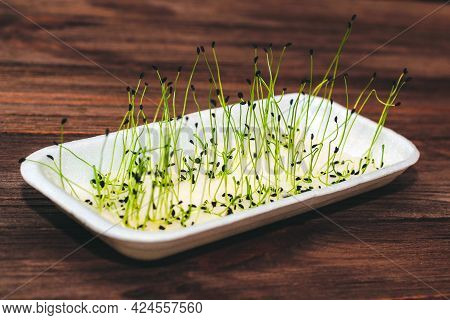Sprouted Schnitt Onion Seeds For Health And Diet. Microgreen At Home.