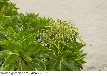 Heliotropium Foertherianum On Beautiful Landscapes Of Sea And Beach Background.