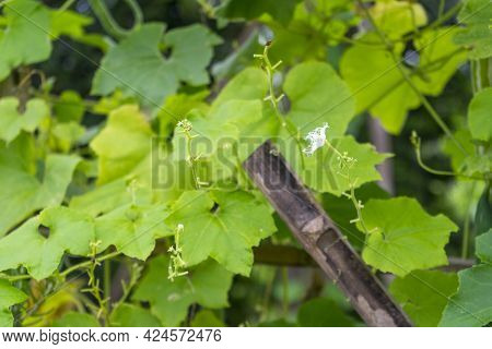 Green Leave Of Snake Gourd In The Farm