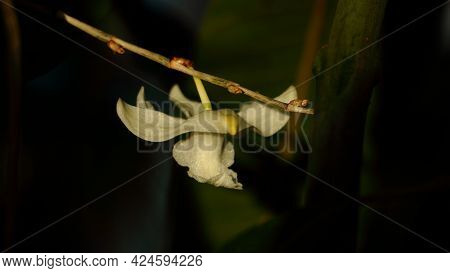 Dendrobium Crumenatum, Commonly Called Pigeon Orchid Is An Epiphytic Orchid In The Family Orchidacea