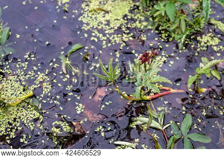 Comarum Palustre Or Potentilla Palustris Medicinal Plant, Known By The Common Names Purple Marshlock