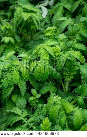 Botanical Collection, Young Green Leaves Of Medicinal Plant Agrimonia Eupatoria Is  Species Of Agrim