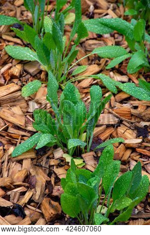 Botanical Collection, Young Green Leaves Of Edible And Medicinal Garden Plant Tanacetum Balsamita Pe