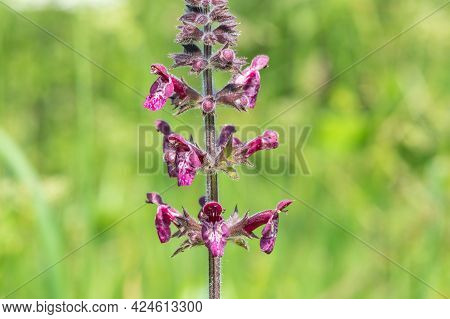 Hedge Woundwort (stachys Sylvatica) Flower
