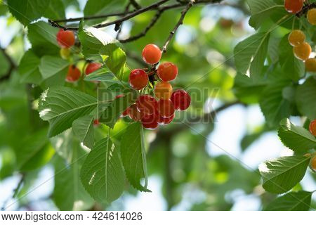 Sour Cherries On The Branch. Ripening Sour Cherry With Morning Dew Drops On Twig In The Garden. Blac