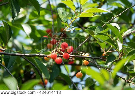 Sour Cherries On The Branch. Ripening Sour Cherry With Morning Dew Drops On Twig In The Garden. Blac