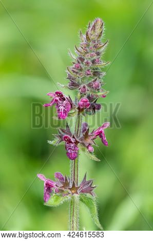 Hedge Woundwort (stachys Sylvatica) Flower