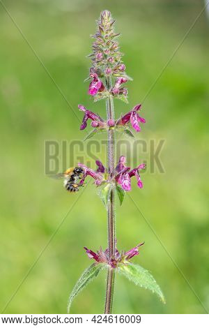 Hedge Woundwort (stachys Sylvatica) Flower