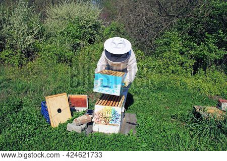 A Beekeeper Tending To Their Bees In A Langstroth Hive With Green Plant Background Copy Space.