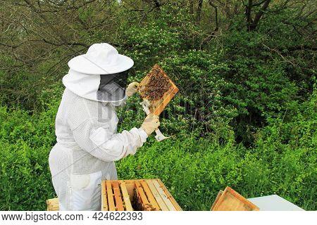 Beekeeper Inspecting Brood Comb And Worker Bees On A Langstroth Beehive Frame With Green Plant Copy 