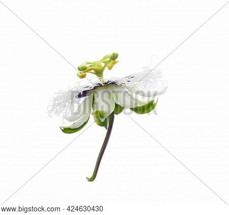 Passion Fruit Flower Isolated On White Background