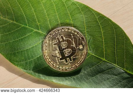 Gold Bitcoin On Green Leaf. Concept Of Digital Currency. Renewable Energy Concept. Energy Saving In 