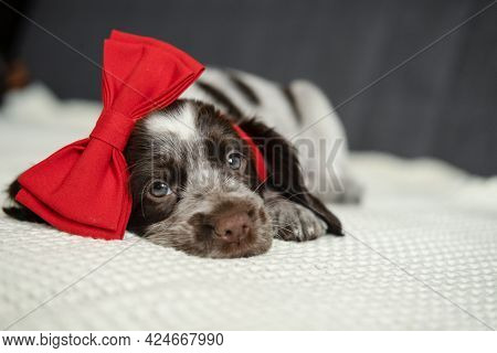 Brown Russian Spaniel Puppy Dog Lying On Couch With Red Heart Bow On Head. Valentine Day.