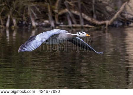 The Bar-headed Goose Flying Over A Lake At Munich. Anser Indicus Breeds In Central Asia In Colonies 