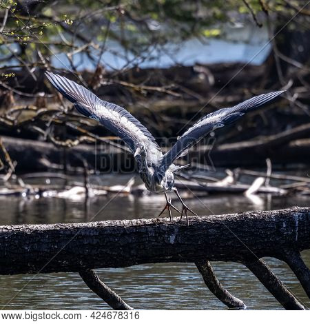 Grey Heron, Ardea Cinerea, A Massive Gray Bird Searching For Fish, With Fluffy Feathers, Large Beak,