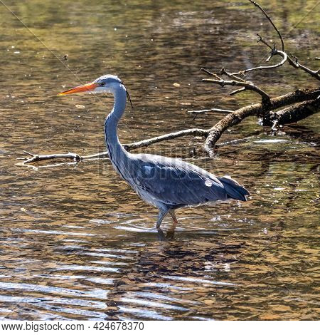 Grey Heron, Ardea Cinerea, A Massive Gray Bird Wading Through A Flat Lake Searching For Fish, With F