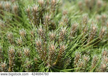 Dwarf Black Pine Marie Bregeon - Latin Name - Pinus Nigraa Marie Bregeon
