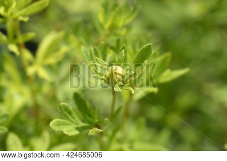Shrubby Cinquefoil Goldfinger Flower Bud - Latin Name - Potentilla Fruticosa Goldfinger