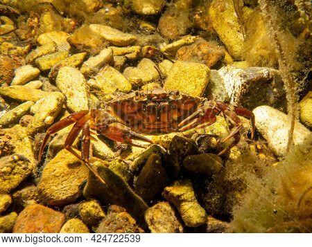 An Orange Crab On The Ocean Floor. Scuba Diving In Oresund, The Water Between Sweden And Denmark