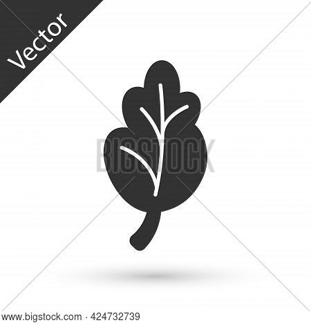 Grey Korean Food Kimchi, Cabbage Icon Isolated On White Background. Vector