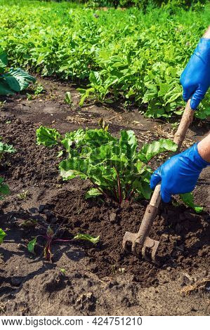 The Farmer Rakes The Soil Around The Young Beet. Close-up Of The Hands Of An Agronomist While Tendin