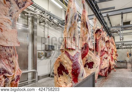 Chopped Beef Carcasses. Overhead Conveyor For Cow Carcasses, Meat Production.