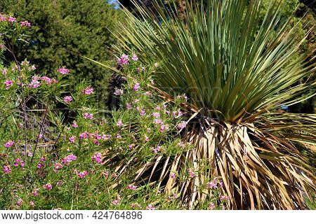 Chaparral Shrubs With Wildflowers Besides The Yucca Plant Taken At A Chaparral Woodland In The Mojav
